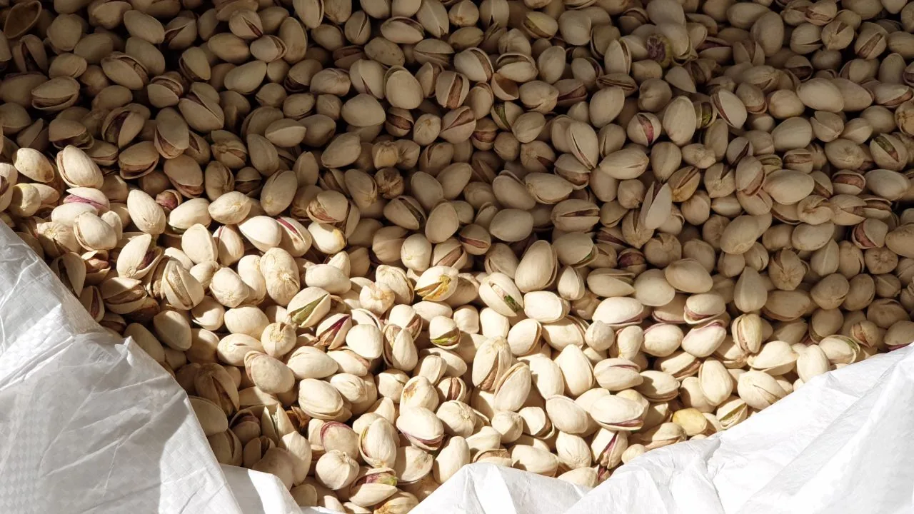 Pistacho Kerman con cáscara preparado para suministro profesional